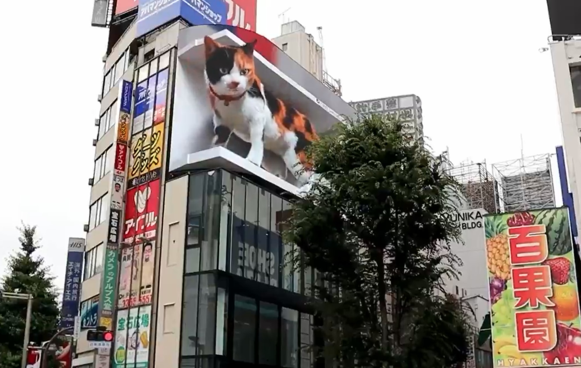 3d cat shinjuku - building projection