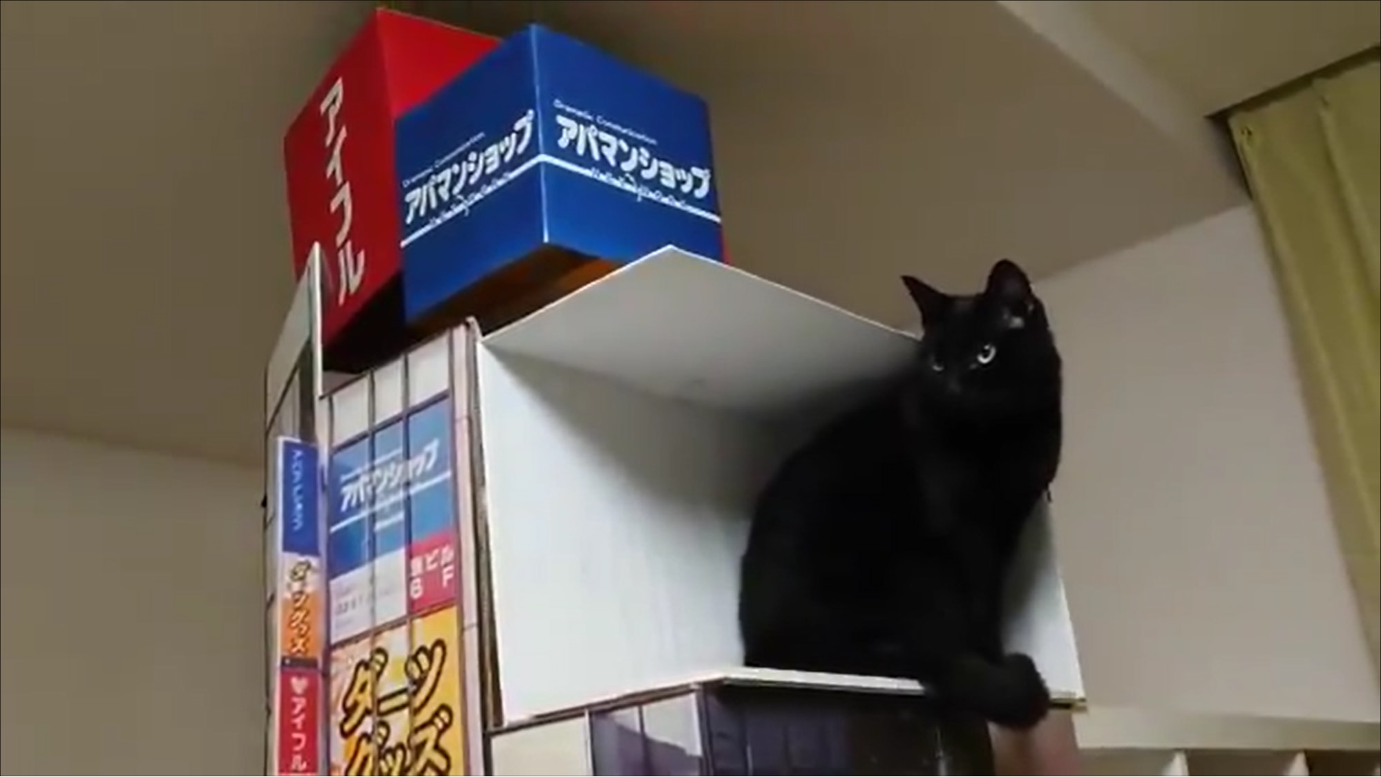 fujiwara shinjuku cat - diy billboard cat