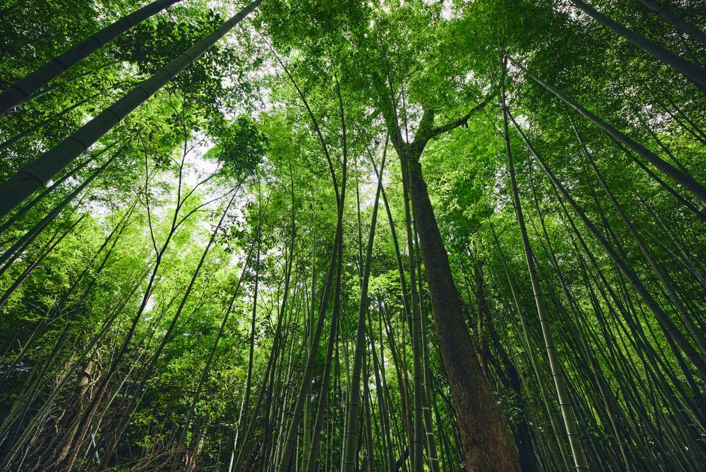 yomiuriland pokemon - bamboo grove trail