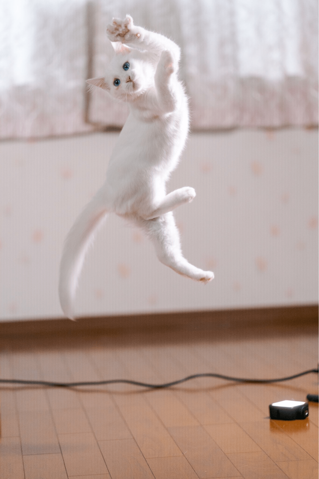 action japanese cat - stunt cat