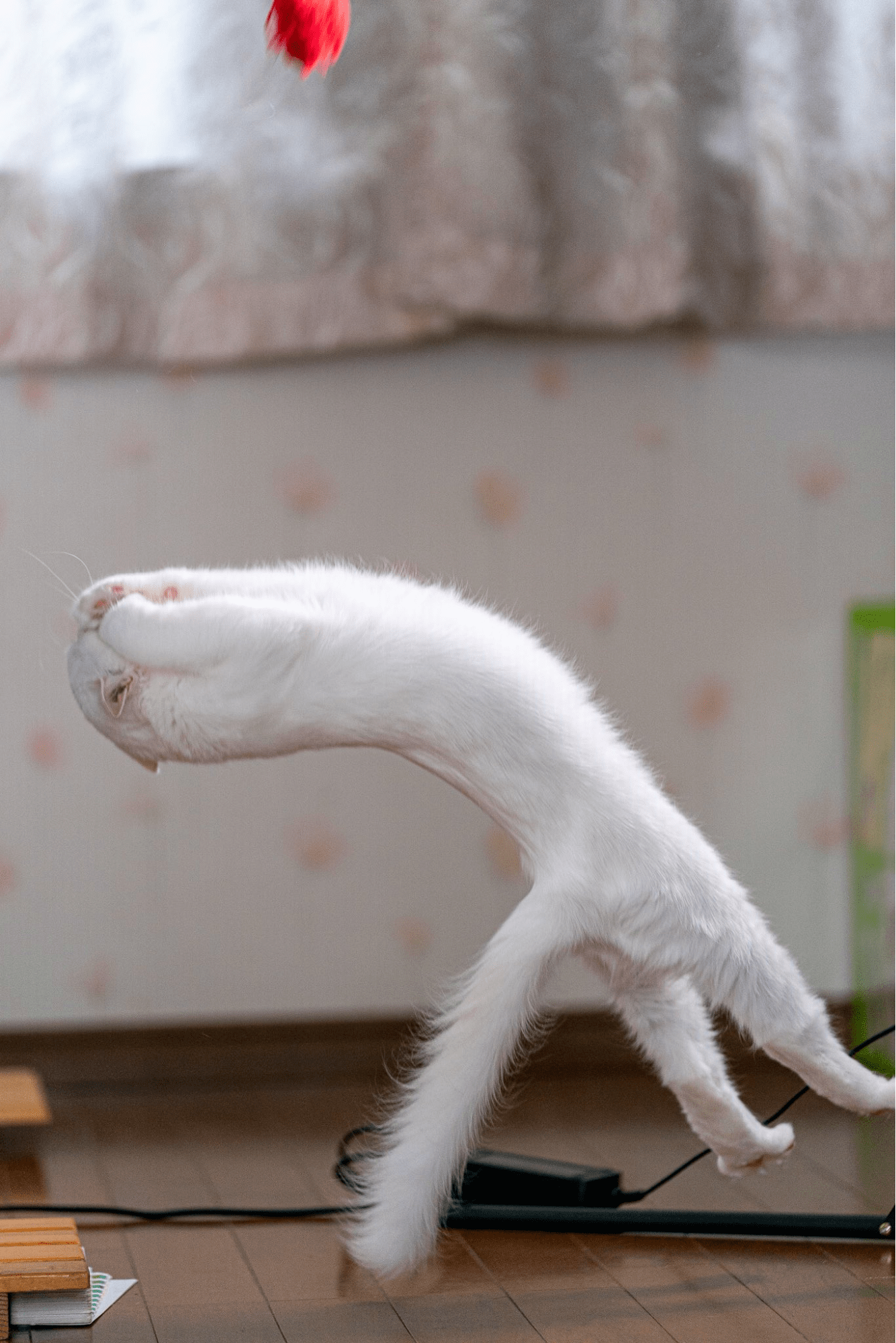 action japanese cat - matrix bend