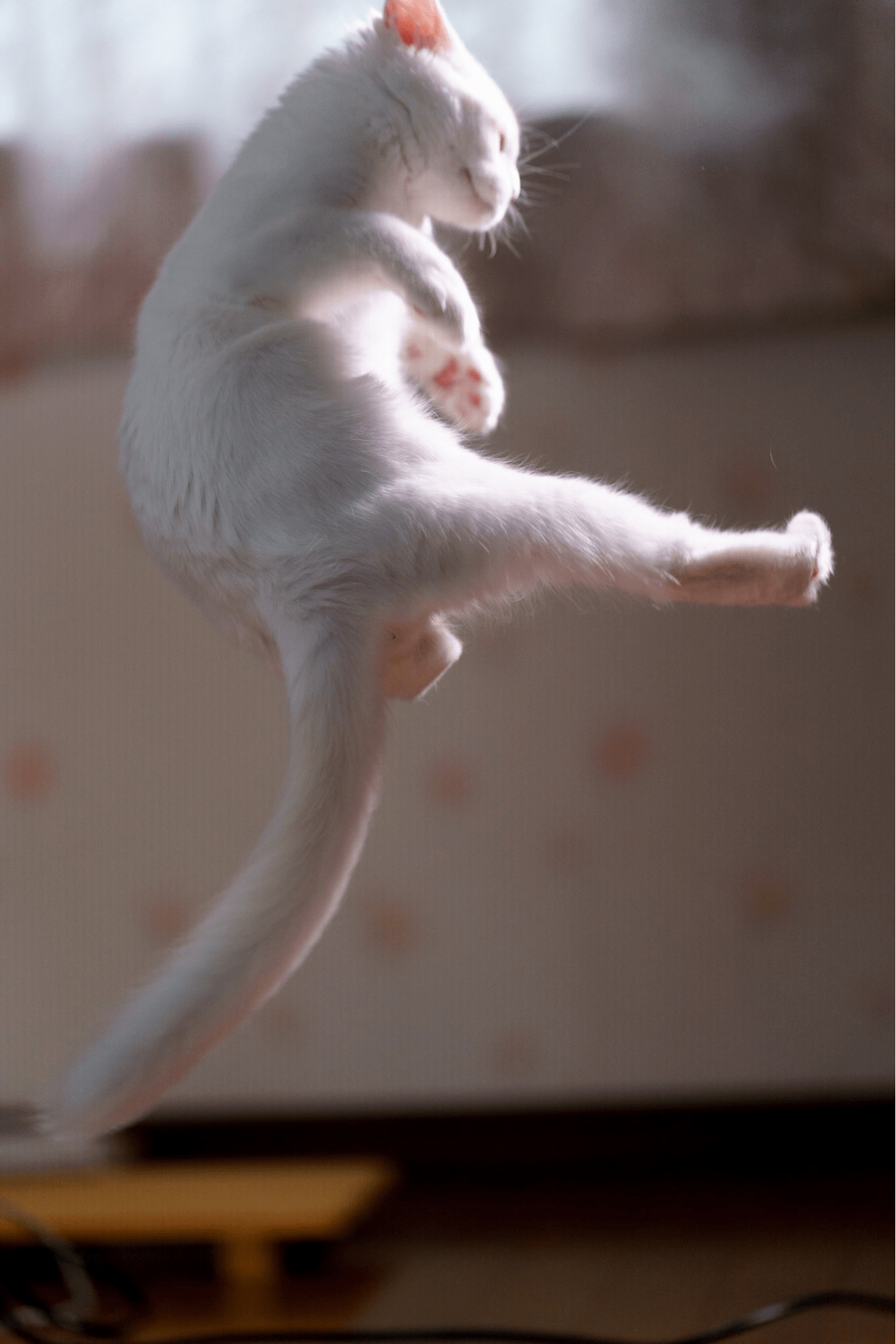 action japanese cat - high kick