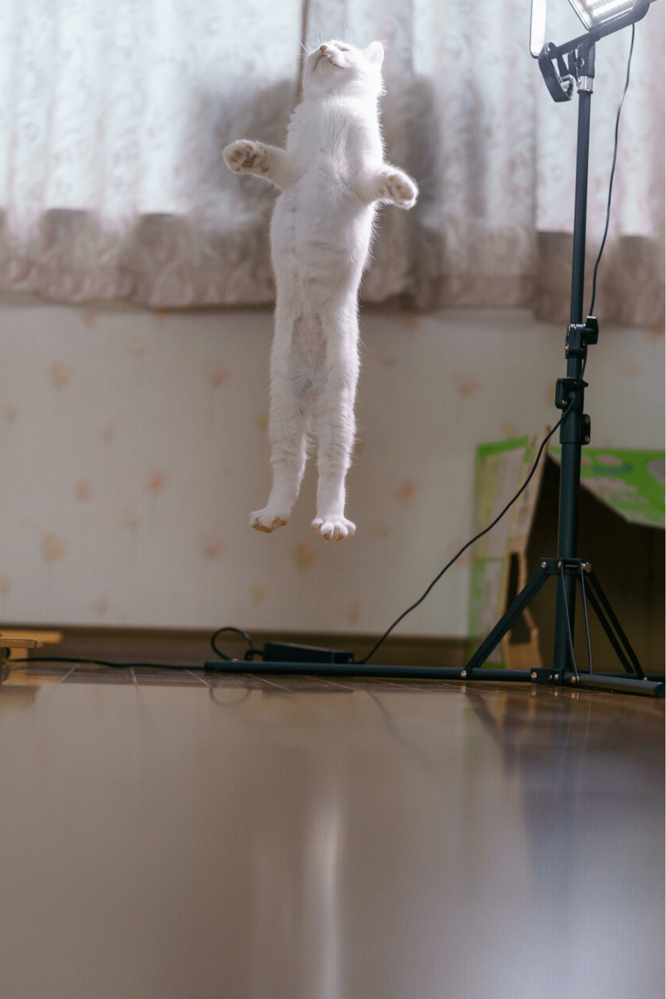 action japanese cat - defies gravity