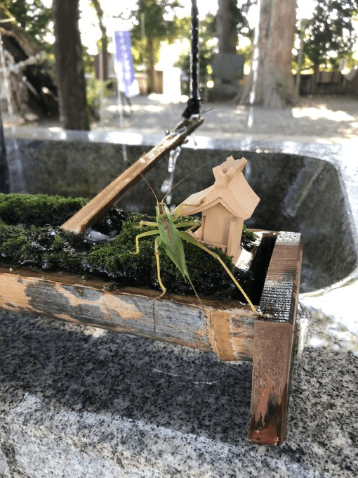 Japanese shrine bees - grasshopper
