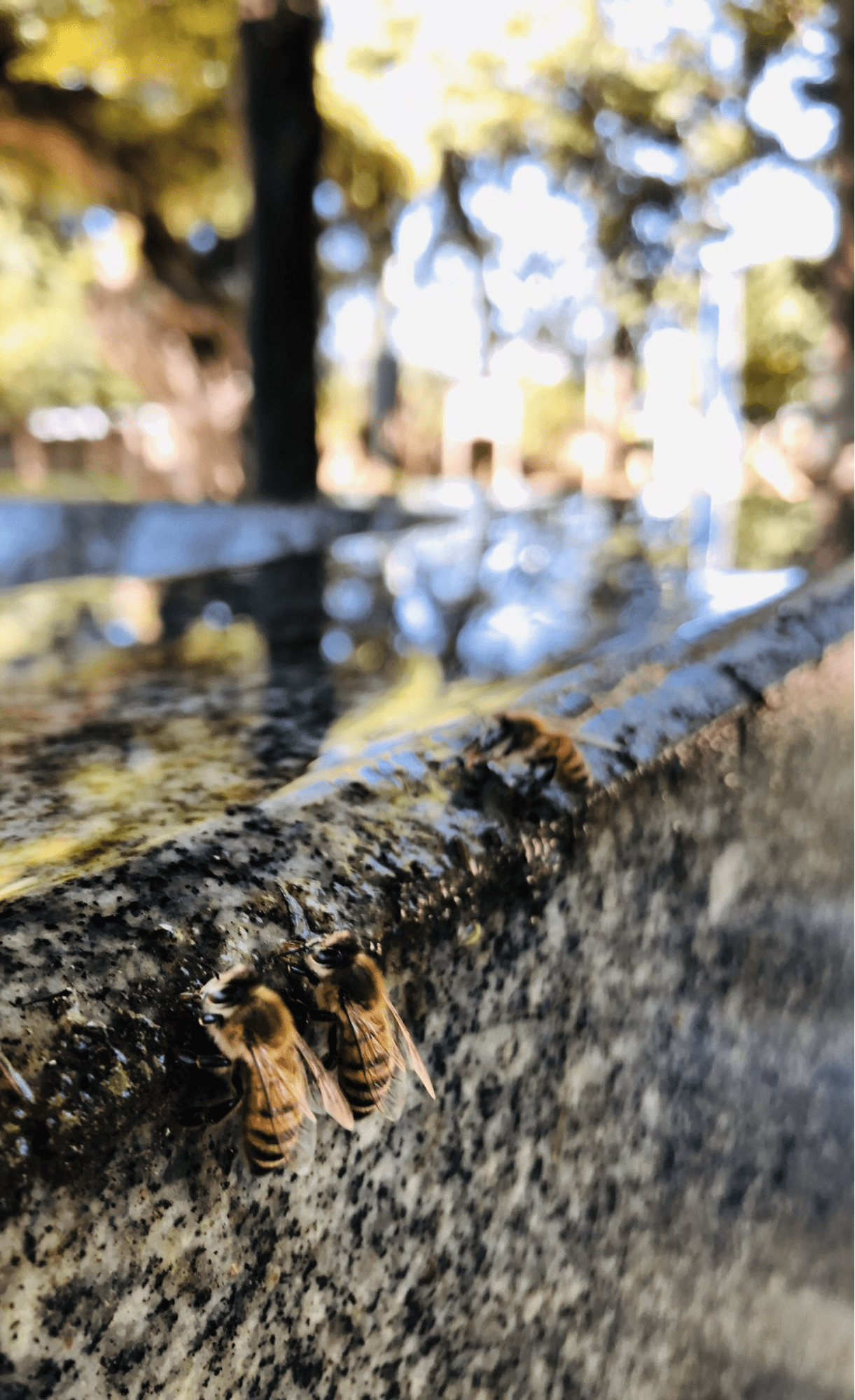 Japanese shrine bees - thirsty bees