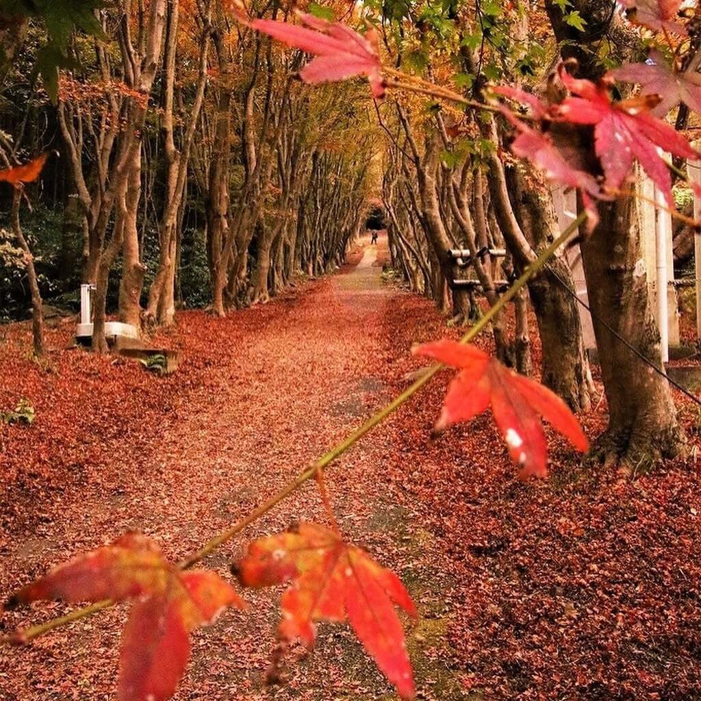 Kawachi Wisteria Garden - maple leaves tunnel
