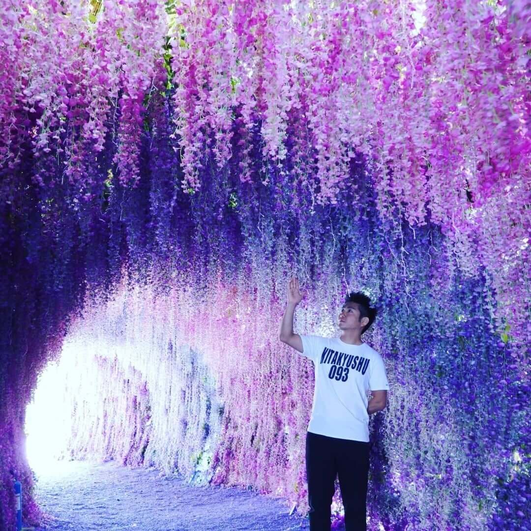 Kawachi Wisteria Garden - purple wisteria tunnel with man