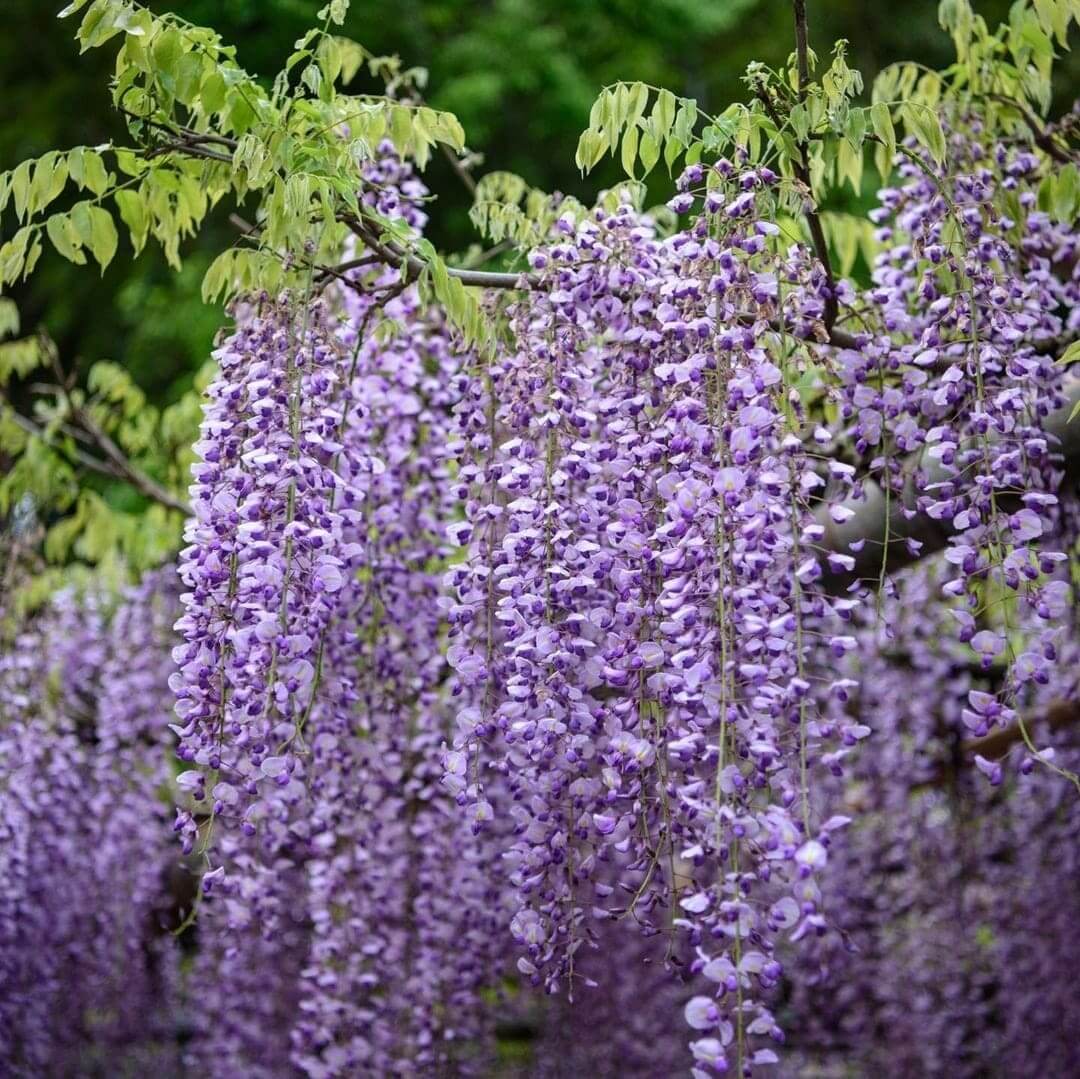 Kawachi Wisteria Garden - purple wisteria