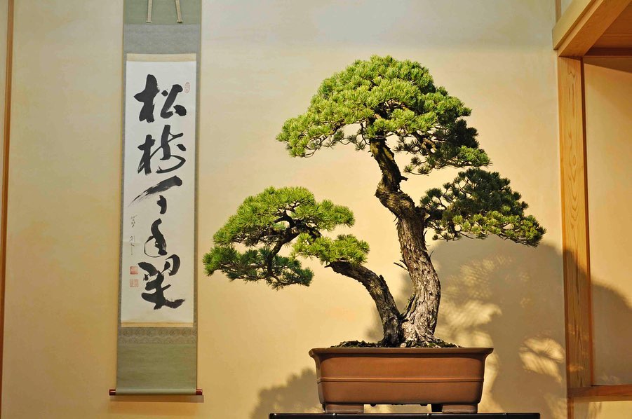 Art museums in Japan - Omiya Bonsai Art Museum
