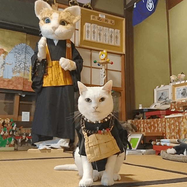 apanese Cat Temple - current head priest is a white cat named Koyuki