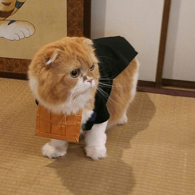 Japanese Cat Temple - Assistant cat priest Waka-kun