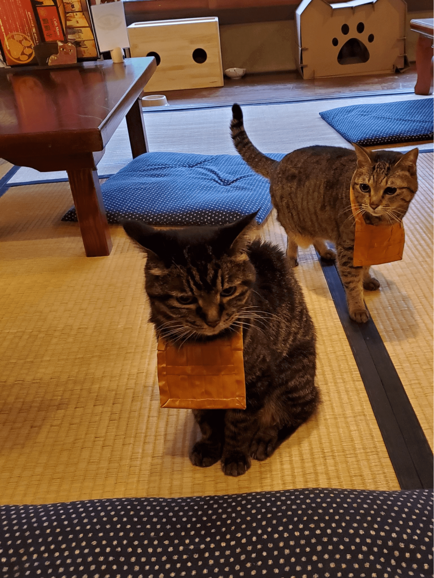 Japanese Cat Temple: Where Our Fluffy Overlords Are Worshipped