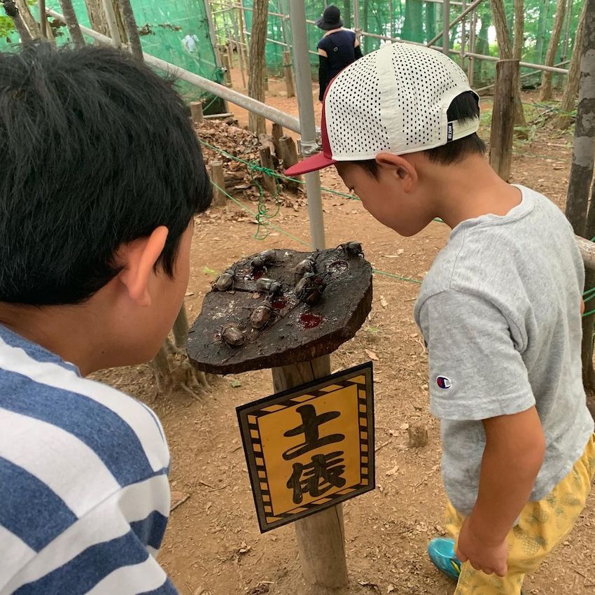 Mushi Mushi Land - children looking at beetle fighting ring