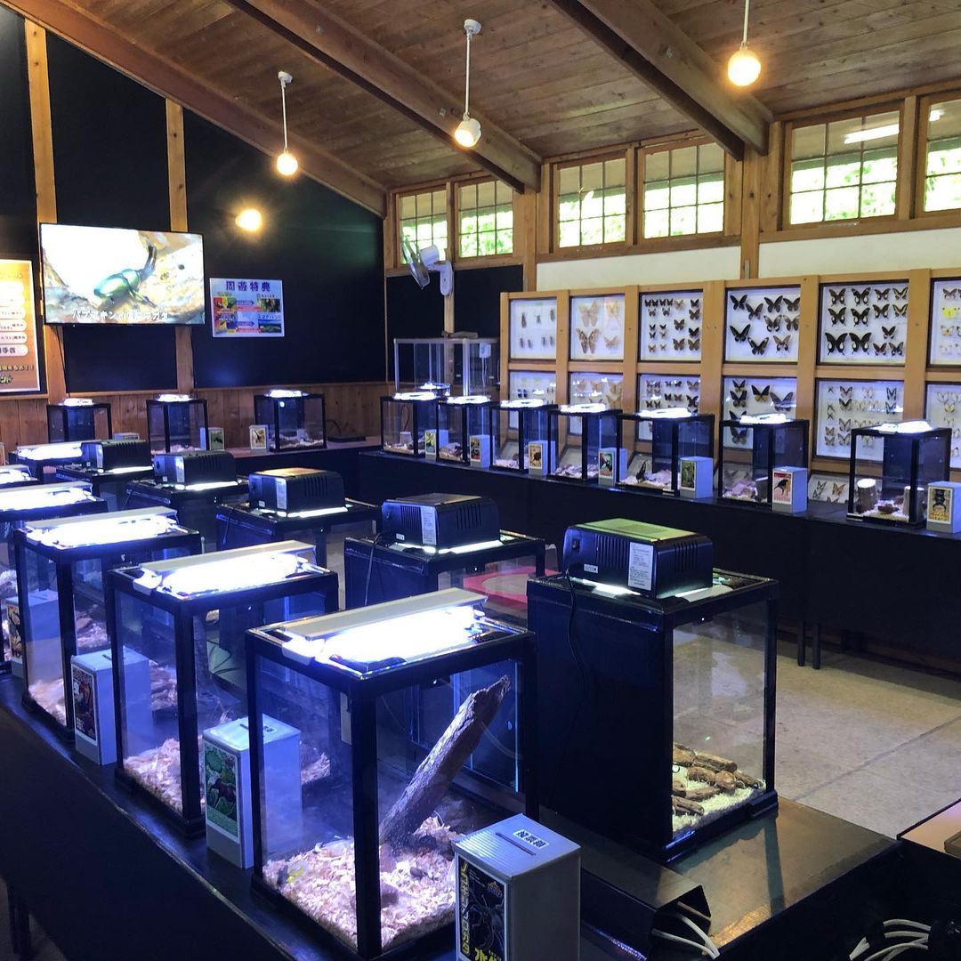 Mushi Mushi Land - insect museum