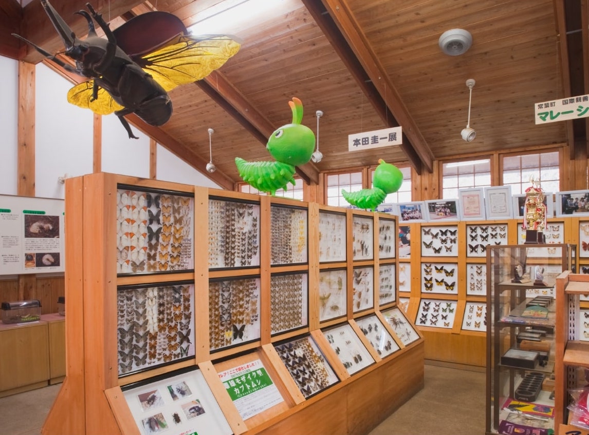 Mushi Mushi Land - insect and beetle collection