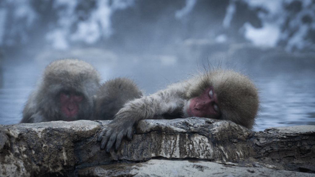 Jigokudani Monkey Park - wild Japanese macaques