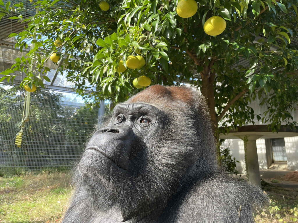 Miracle Poop Oranges - tarou gorilla below the orange tree