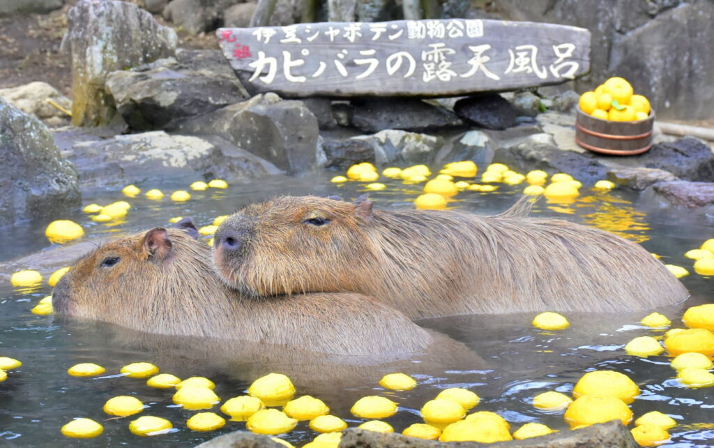 capybara onsen competition - 2 capybaras soaking visual
