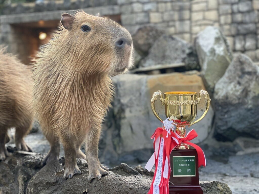 capybara onsen competition - poru with her trophy