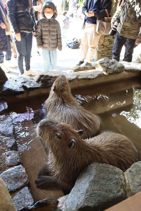 capybara onsen competition - 