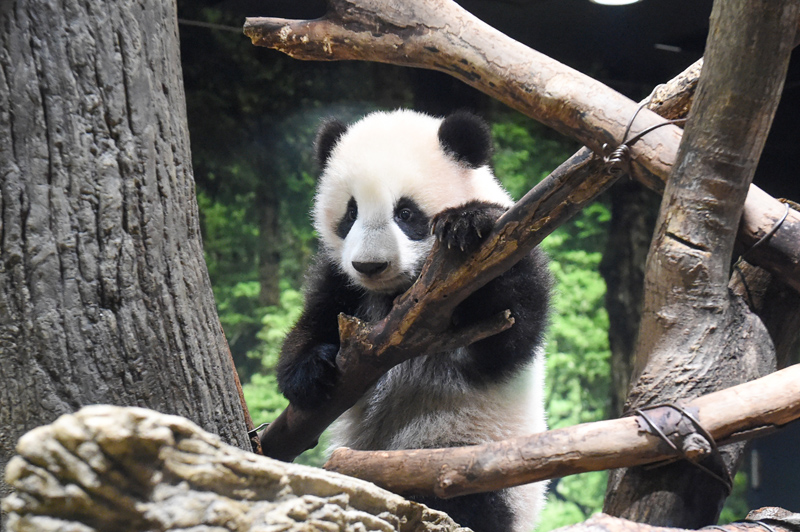 baby panda - Siri