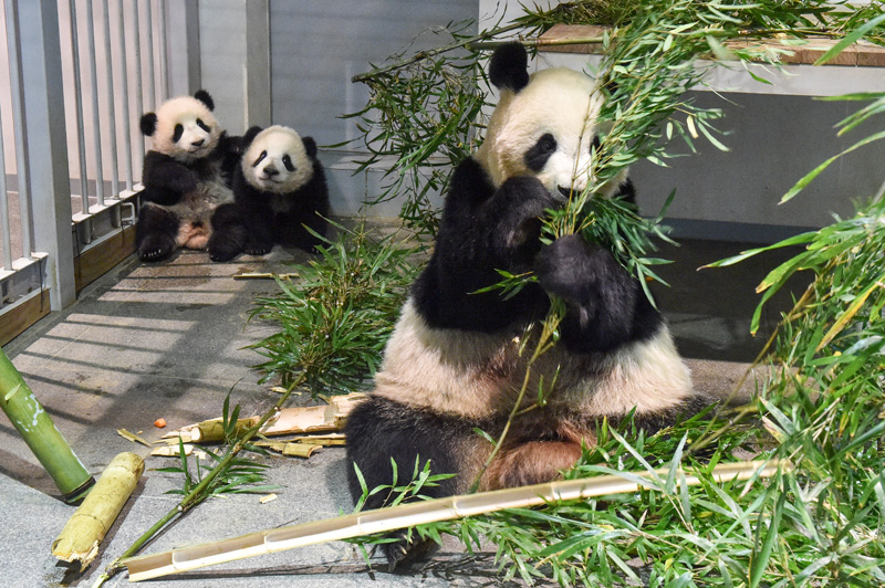 baby panda - mum and twins