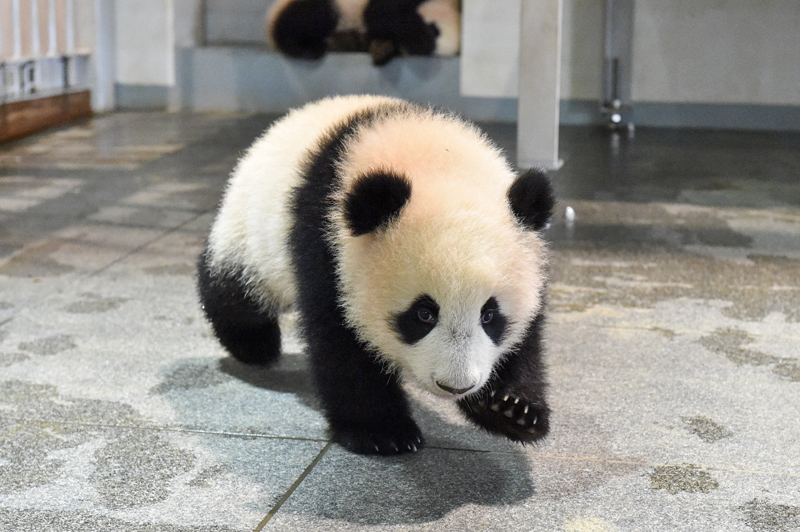 cool pictures of baby pandas