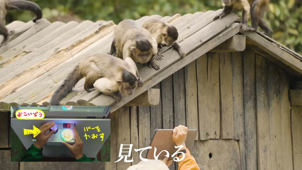 japan monkey crane machine - monkeys learning