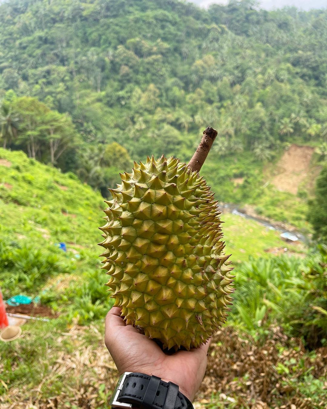 Japanese durian minister - crop durian