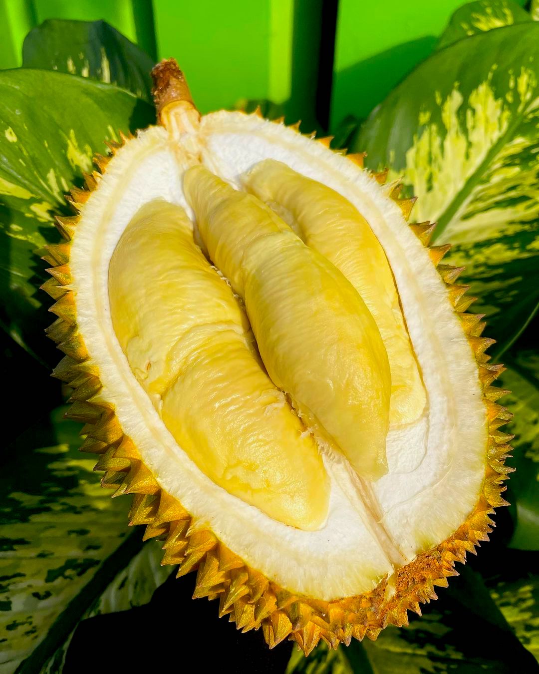 Japanese durian minister - durian half