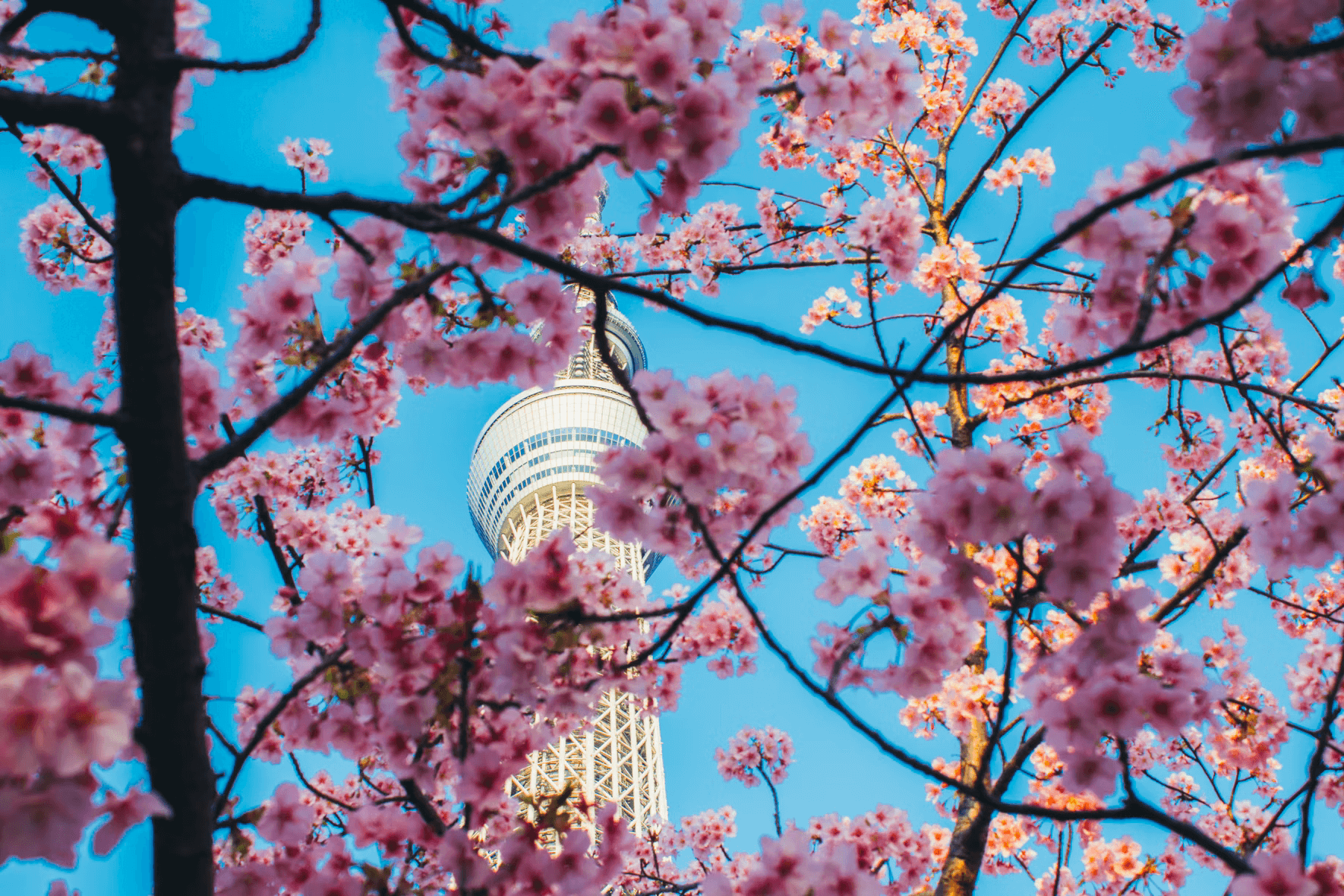 hanami guide - tokyo tower