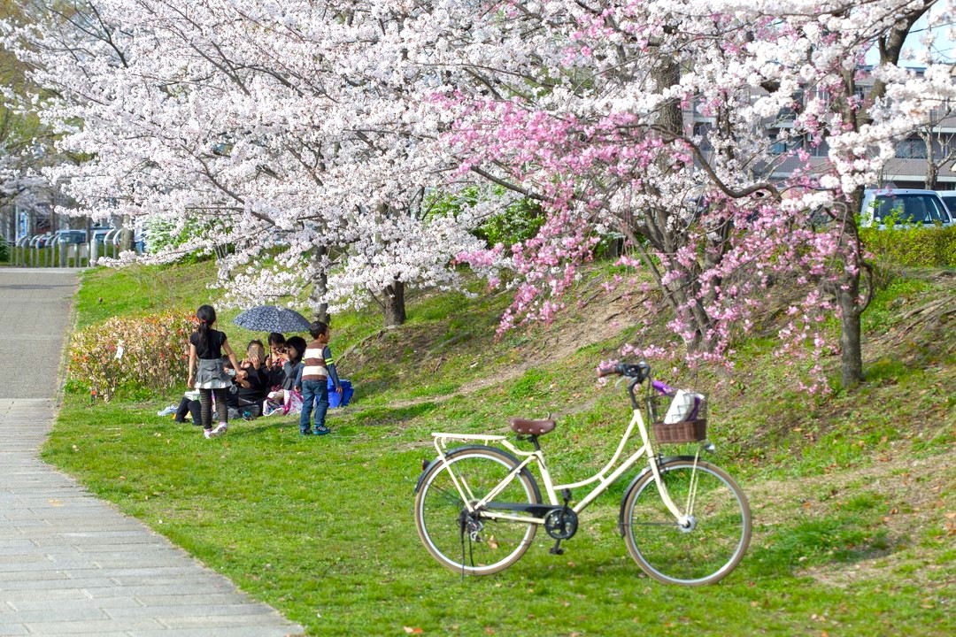 hanami guide - picnic