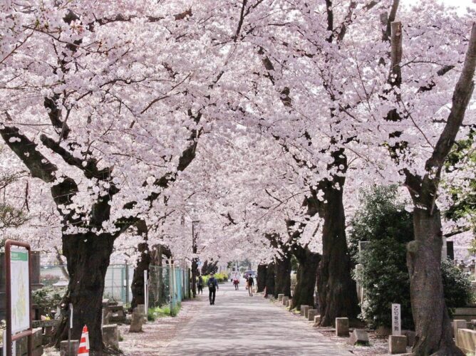 Cherry Blossom Viewing Guide: The Ins & Outs Of Hanami Season