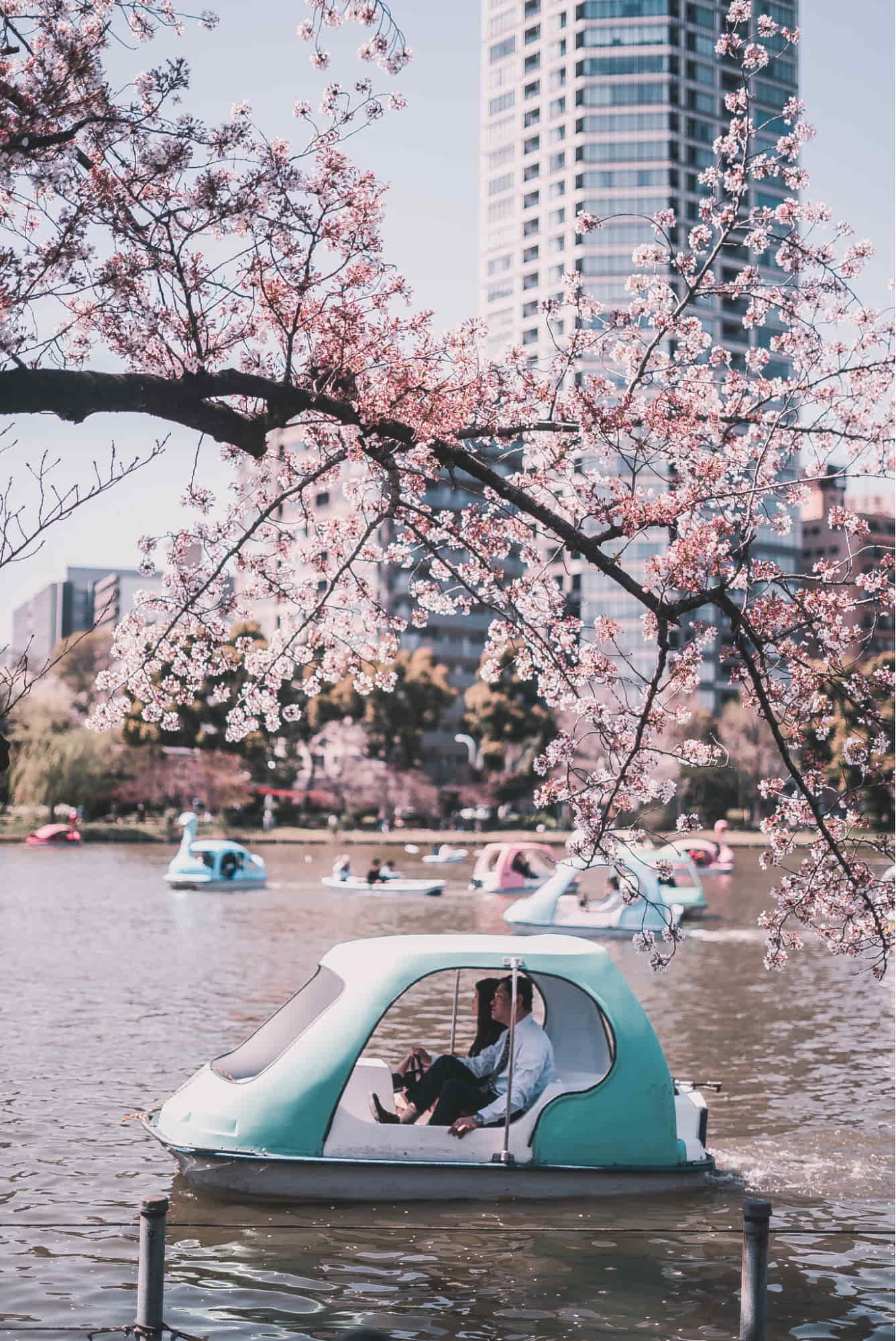 hanami guide- lake ride