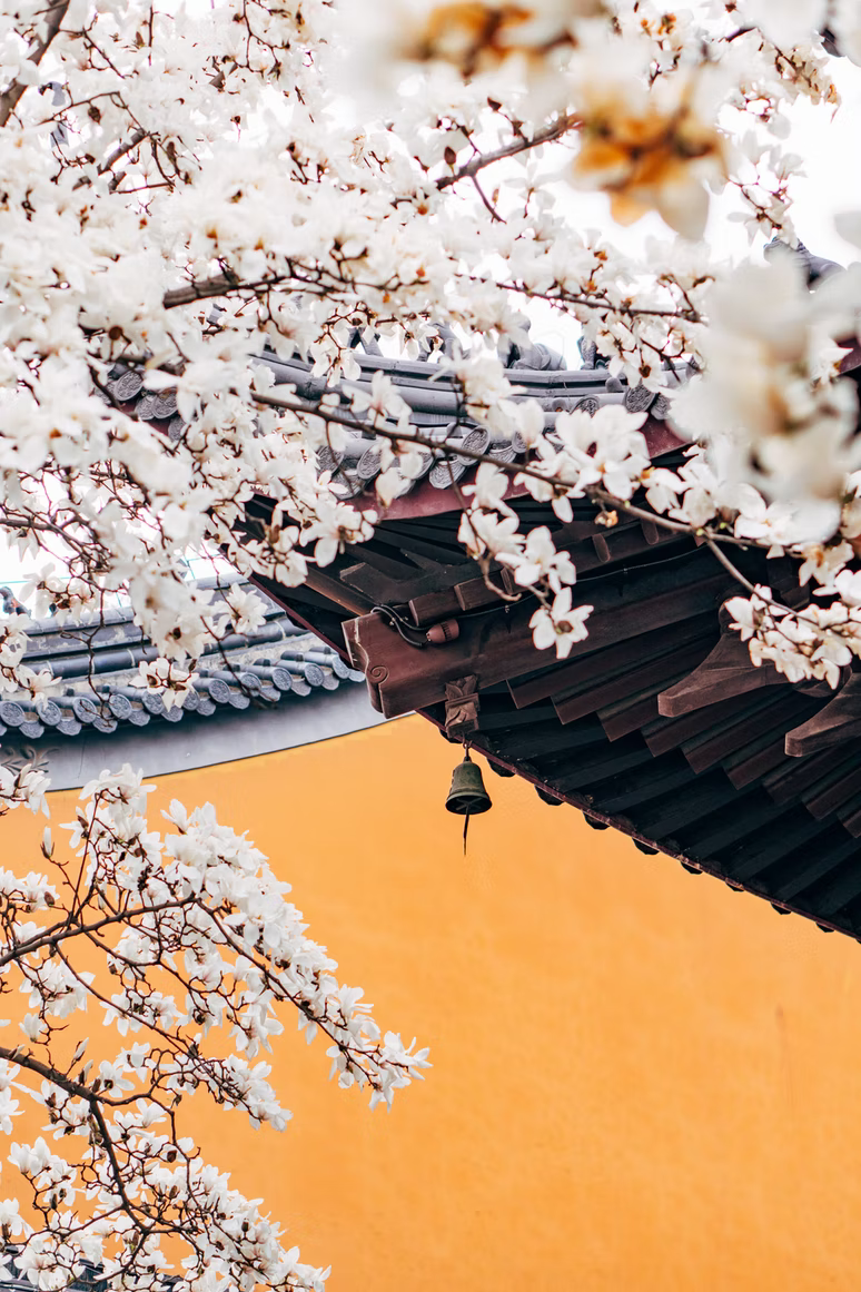 hanami guide - shrine bell sakura