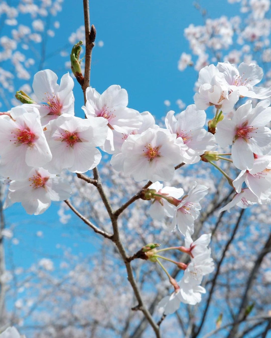 hanami guide - sakura