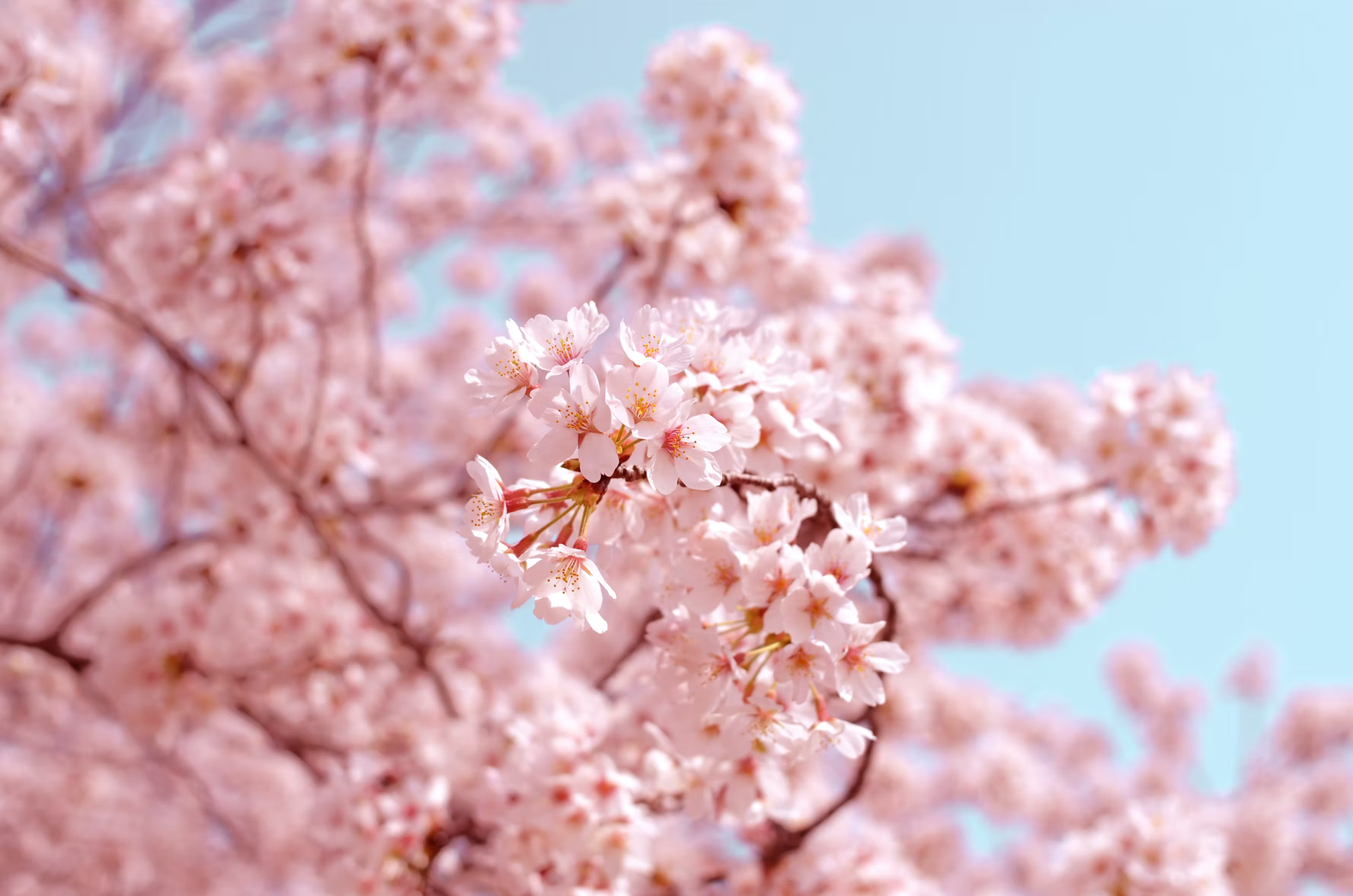 hanami guide - pastel cherry blossoms