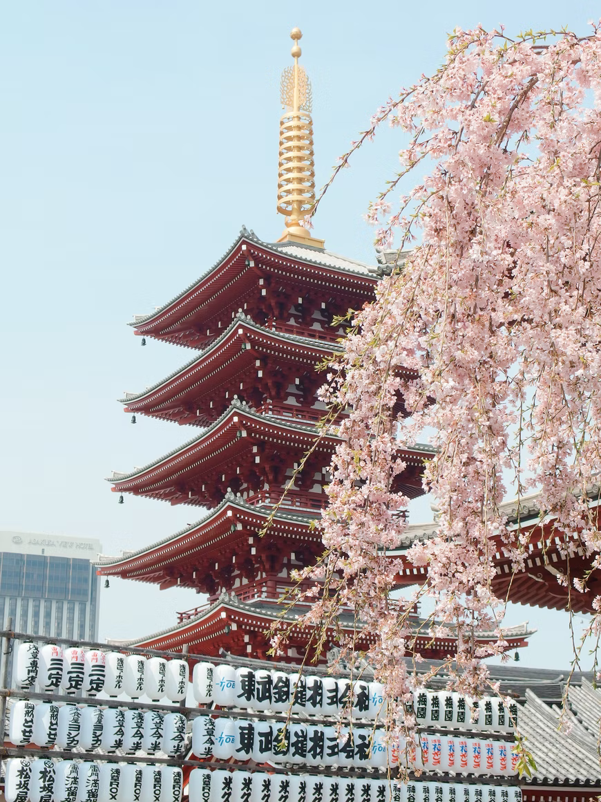 hanami guide - japanese temple