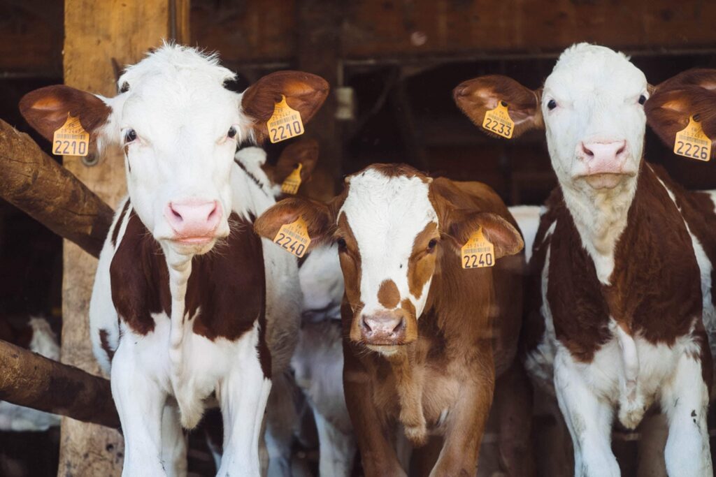 japanese teacher sold cows - farm cows