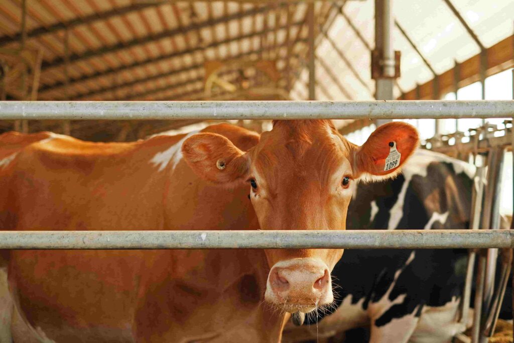 japanese teacher sold cows - cow visual