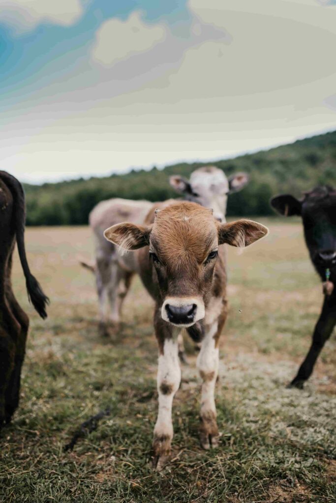 japanese teacher sold cows - calf
