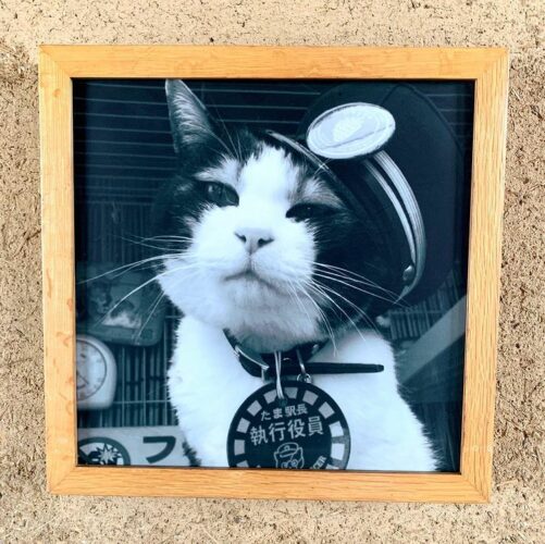 Wakayama Tama Densha Train Line Features A Cat Train Stationmaster