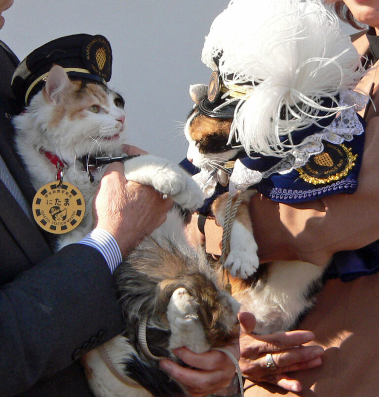 Wakayama Tama Densha Train Line Features A Cat Train Stationmaster
