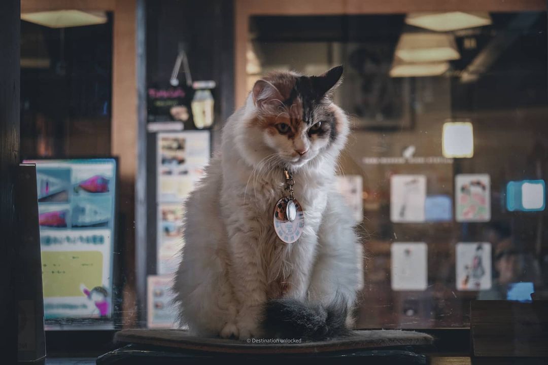 wakayama tama densha - nitama