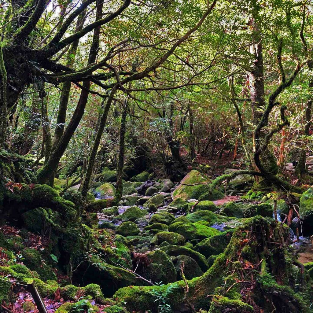 yakushima - forest