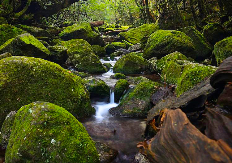 yakushima - moss-covered rocks