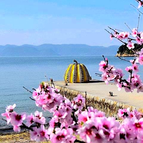 naoshima island - pumpkin sakura