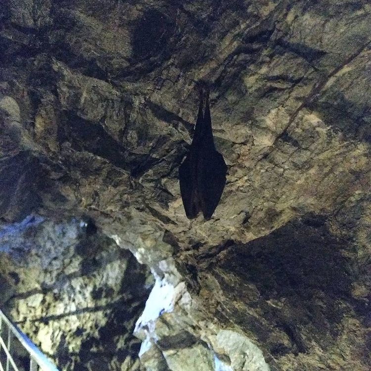 ryusendo cave - bat