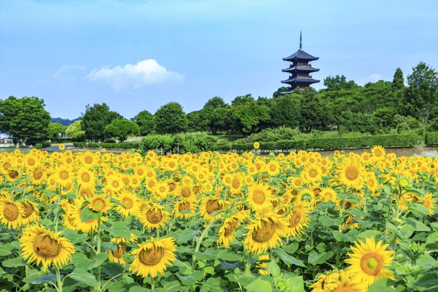 Kibi Plain - Bitchū-Kokubunji with sunflowers