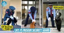 Onomichi City Museum Of Art: 2 Cats Hell-bent On Getting In & A Security Guard Who Won’t Let Them